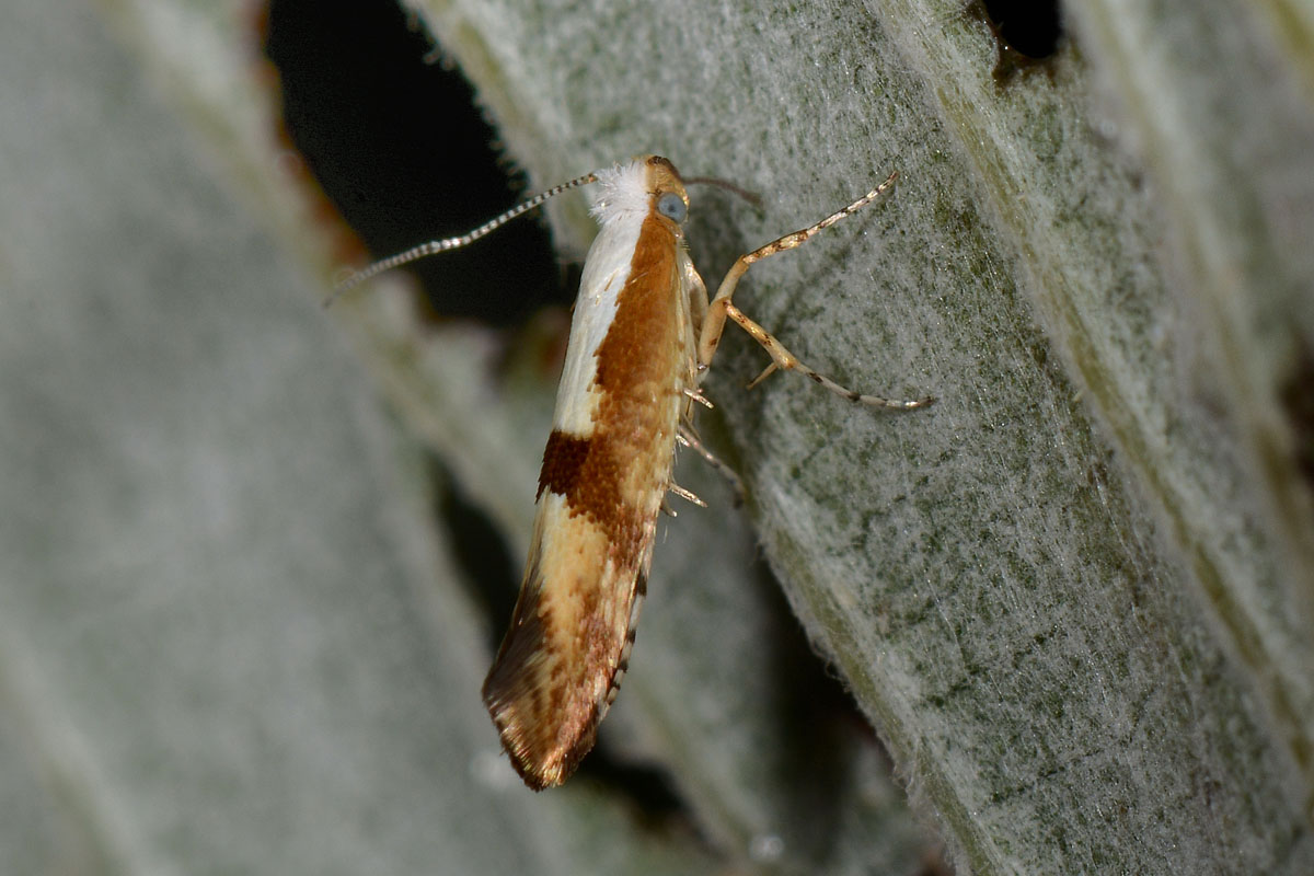 Argyresthia pruniella? S